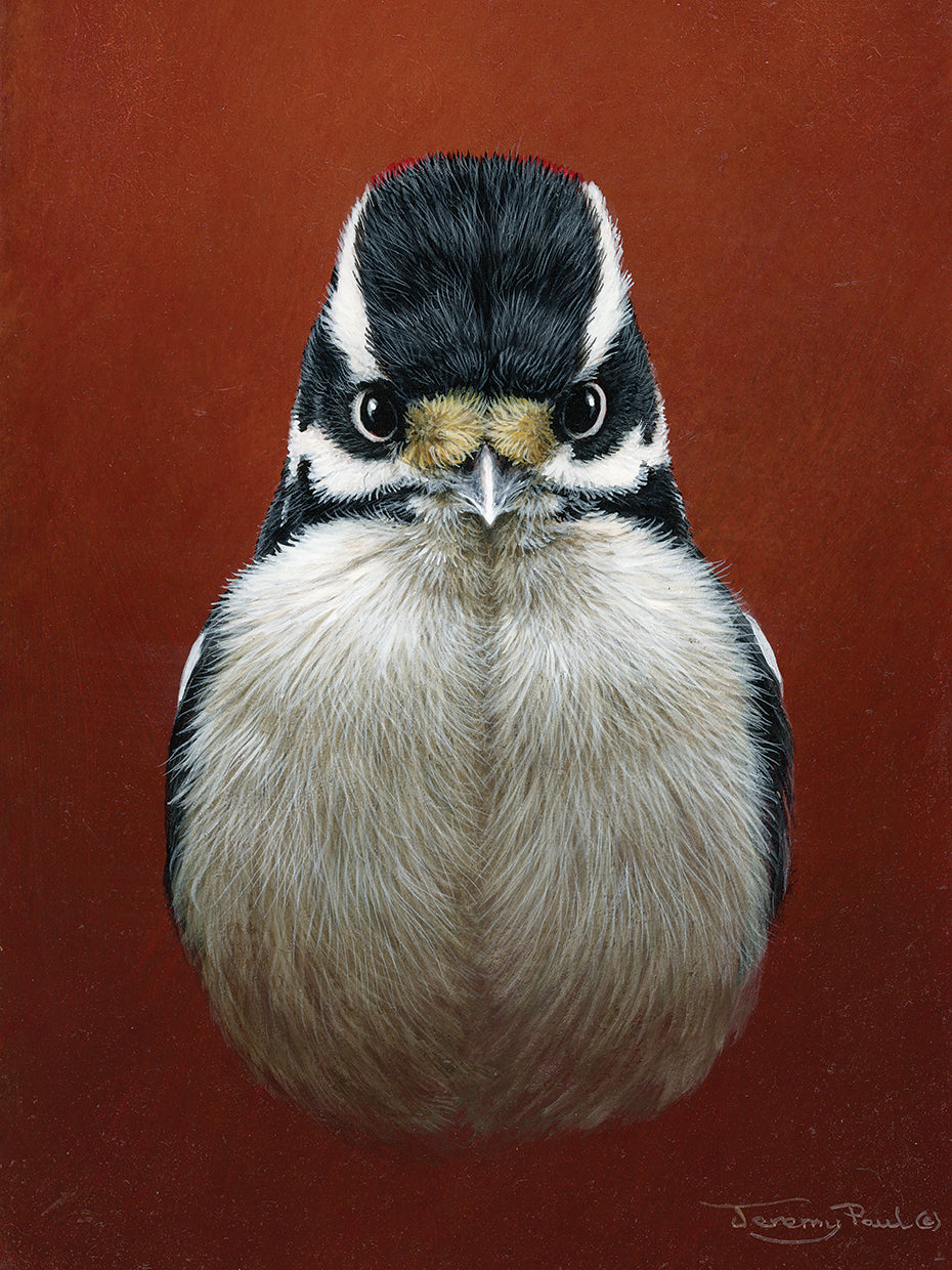 Downy woodpecker