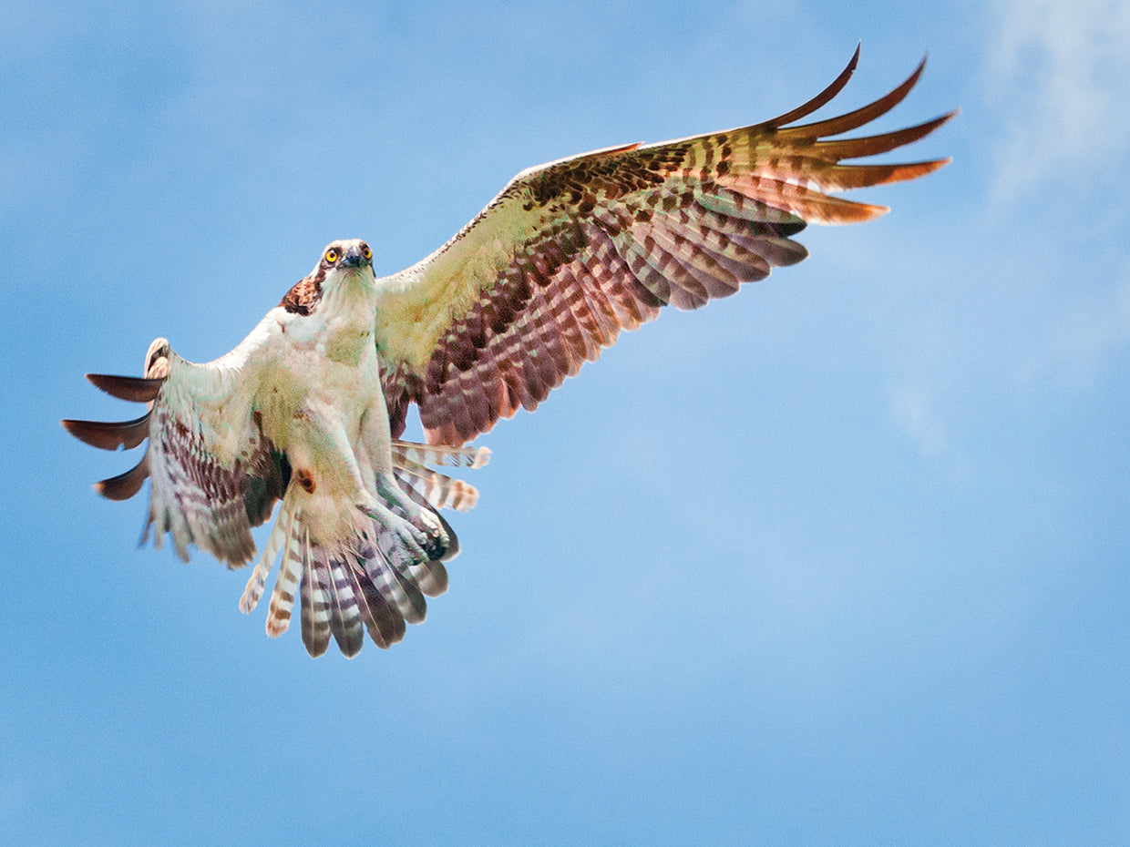 Sky Dancer