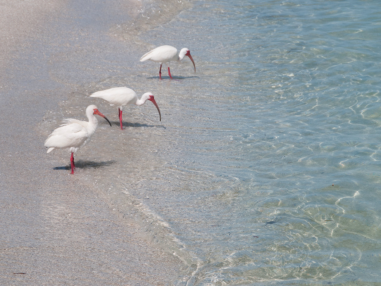 Colors of Ibis