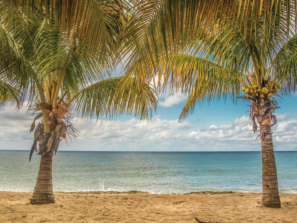 Twin Palms