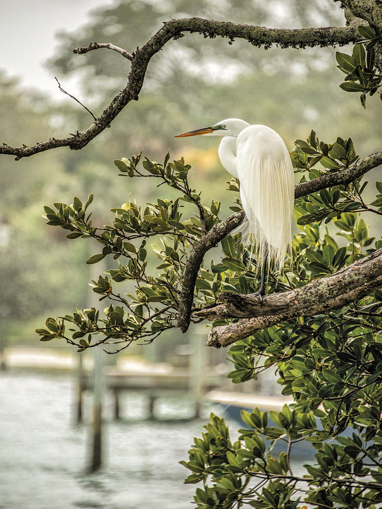 Great Egret Resting