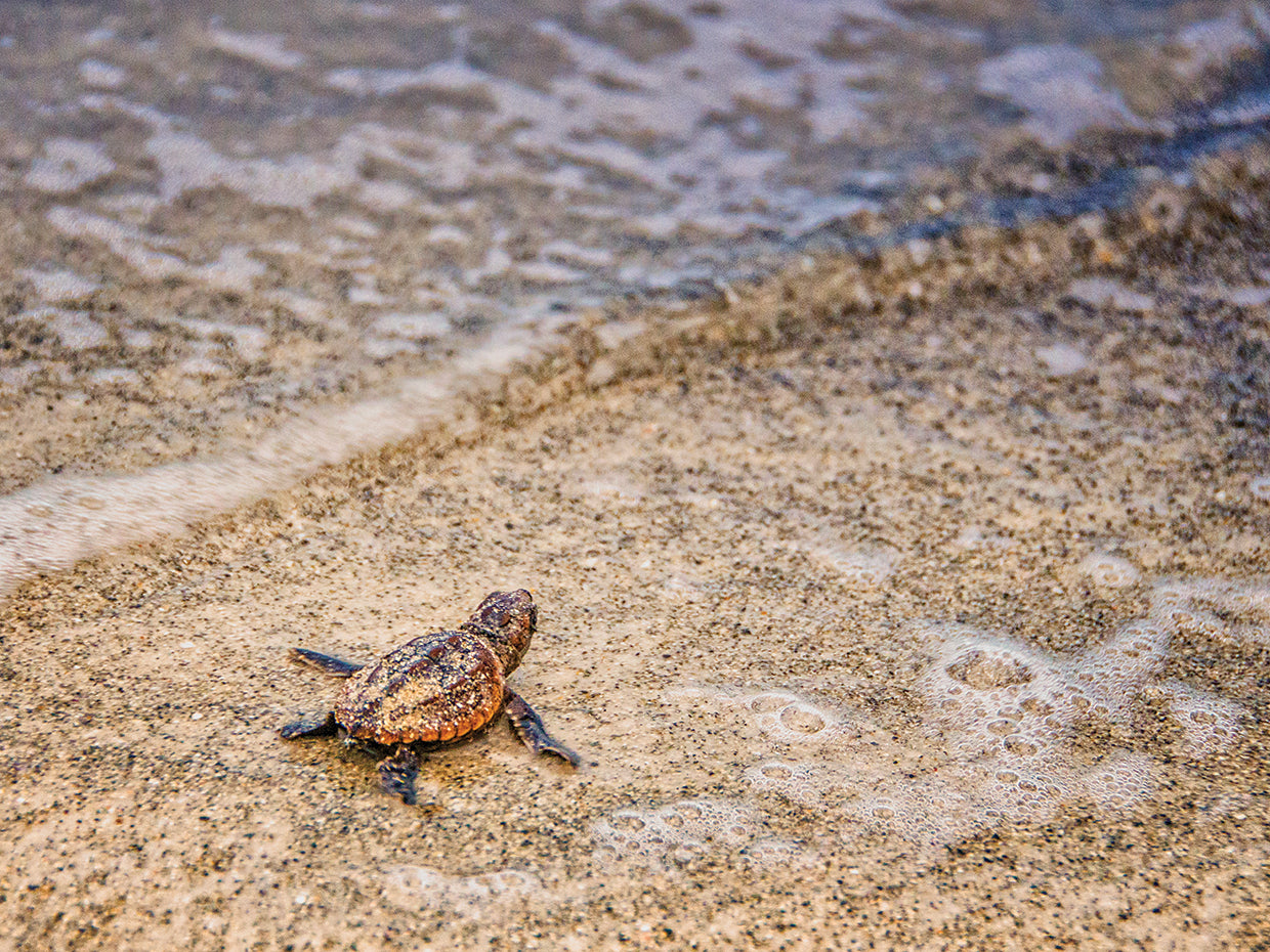 Loggerhead's First Launch