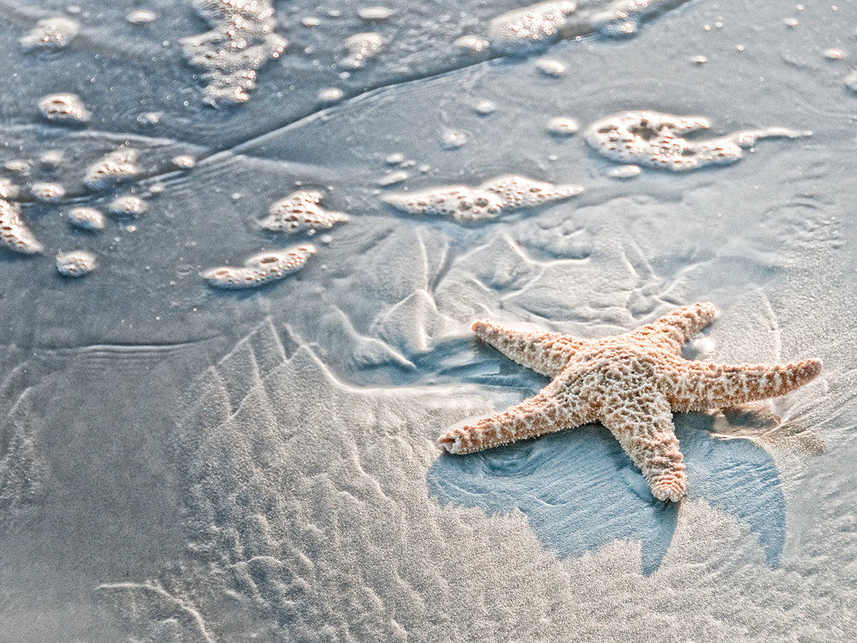 Sea Treasure