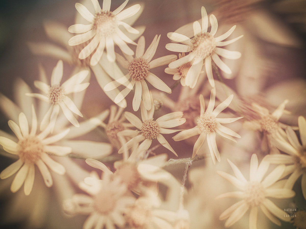 Wild Blooms III