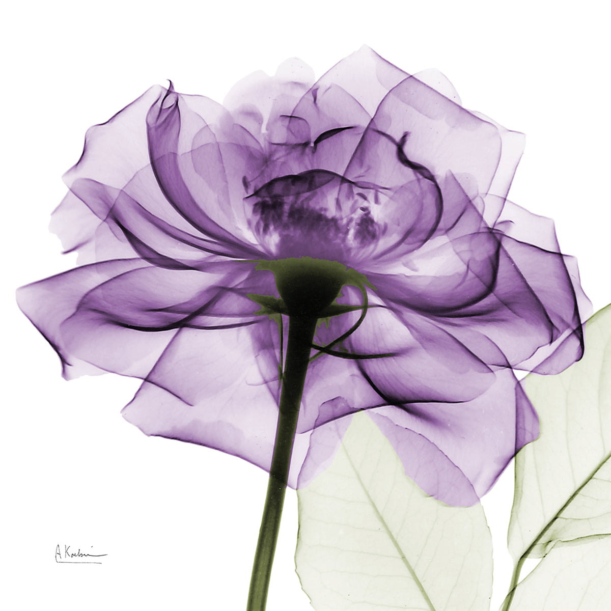Purple Rose