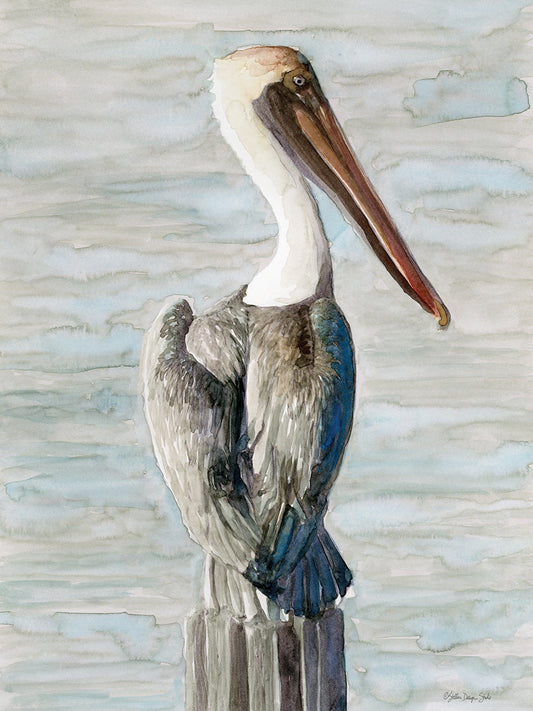 Brown Pelican 1 Canvas Print