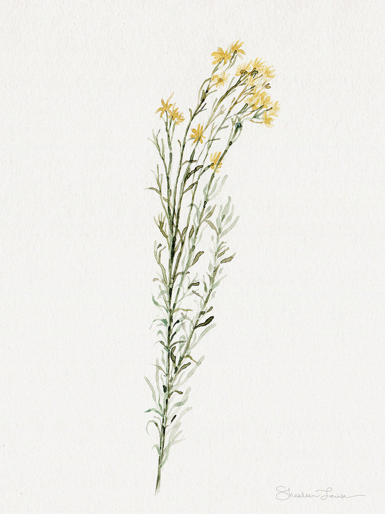 Chamisa Wildflower