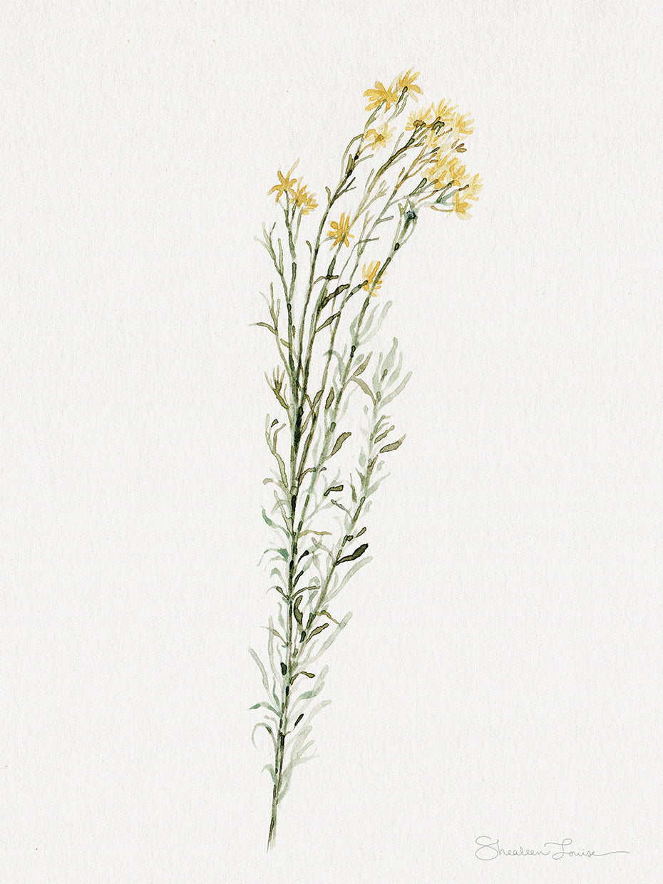 Chamisa Wildflower