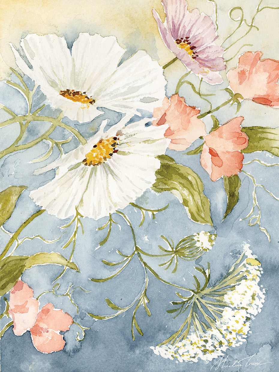 Cosmos and Queen Annes Lace