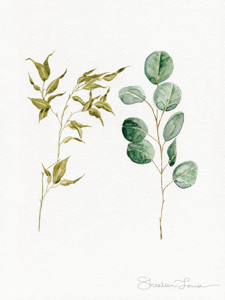 Two Eucalyptus