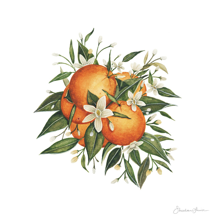 Orange Blossoms