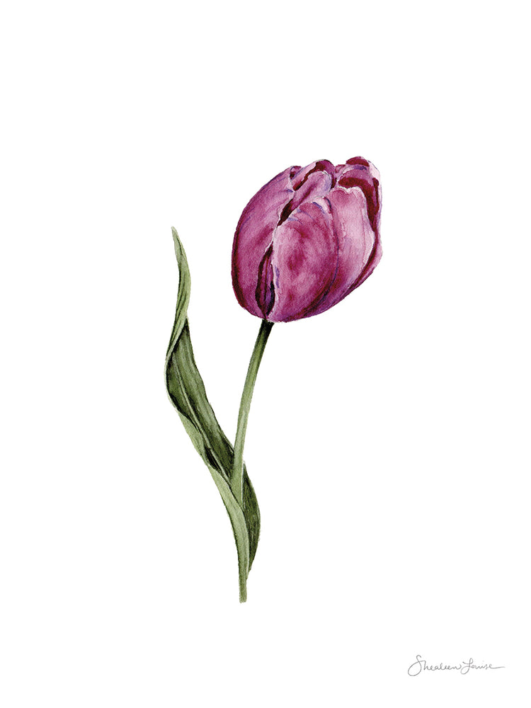 Purple Tulip