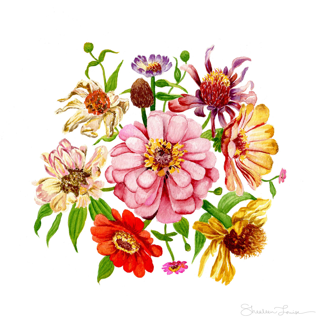 Zinnias