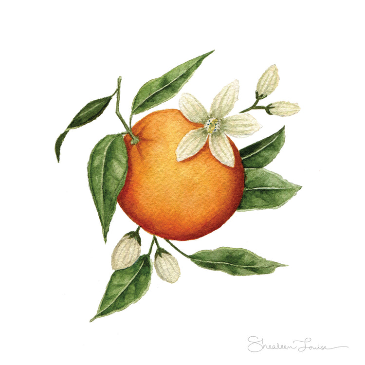 Mini Orange Blossom