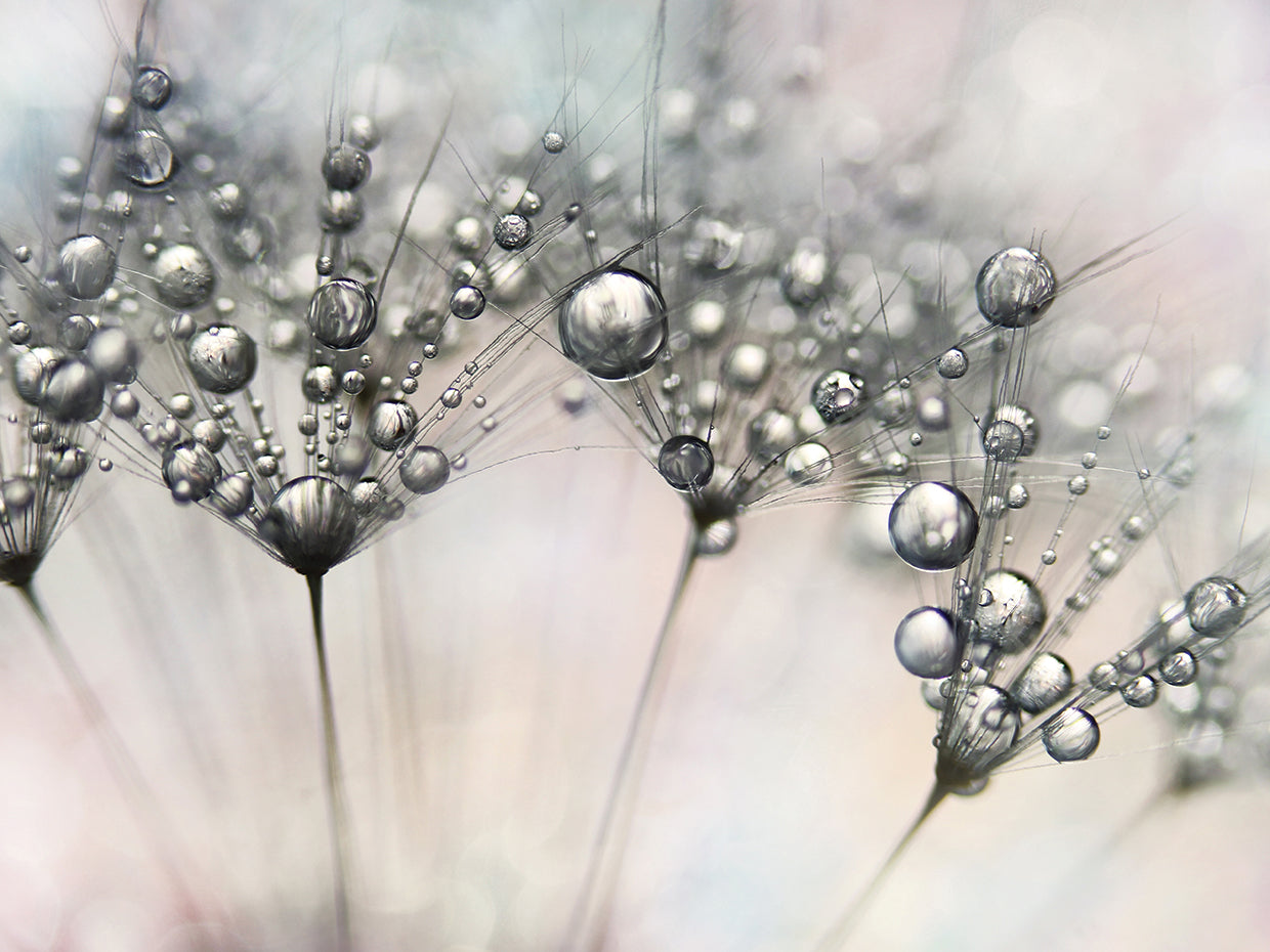 Dandy Party Sparkles