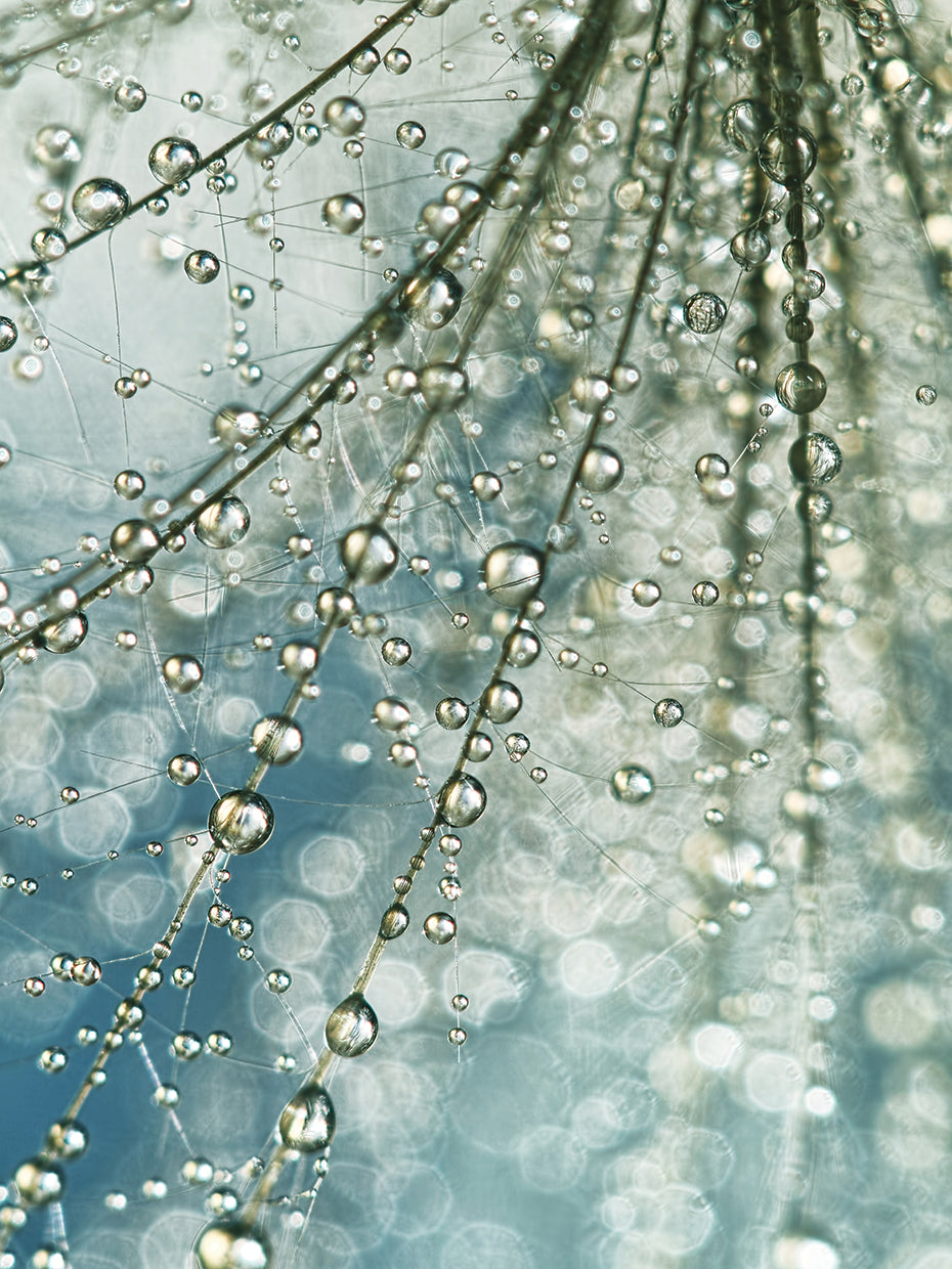Fairy Rain