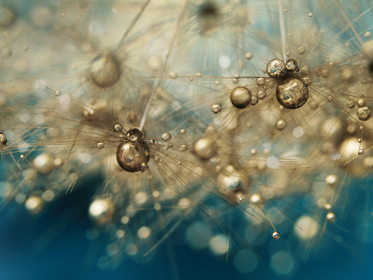 Ocean Deep Dandy Drops