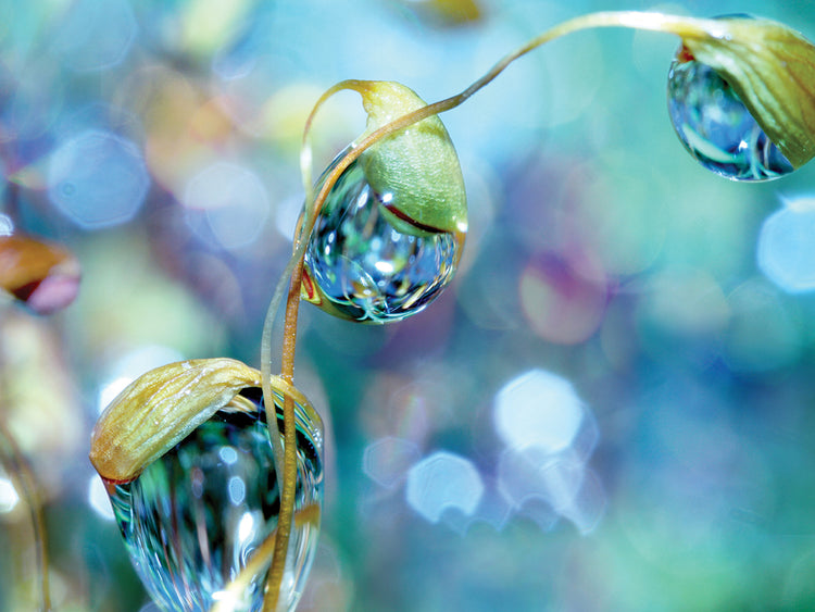 Rainbow Moss Drops