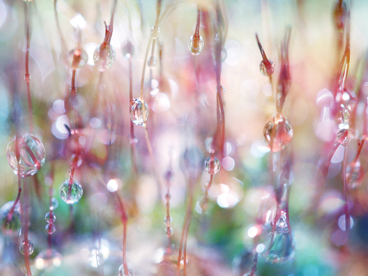 Rainbow Rain Catcher