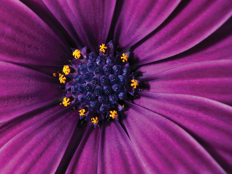 Cape Daisy