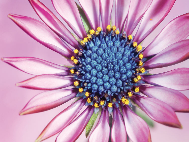 Daisy in Pretty Pink