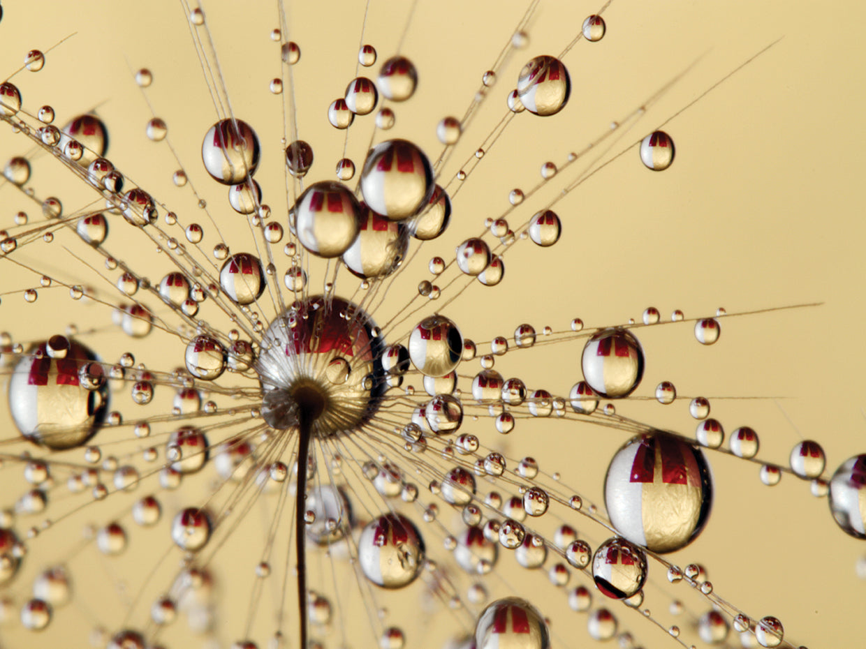 Dandy Drop Explosion