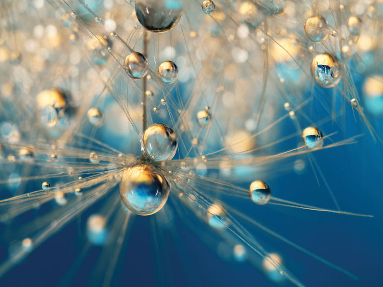 Dandy Drops in Royal Blue