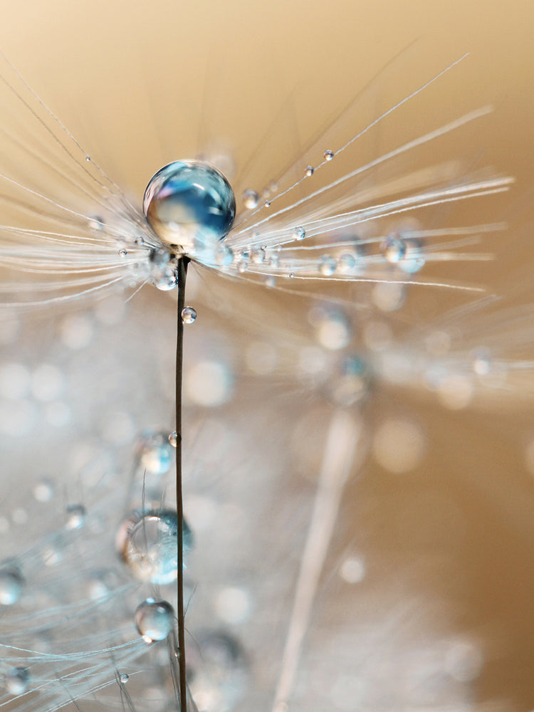 Fairy Blue Drop