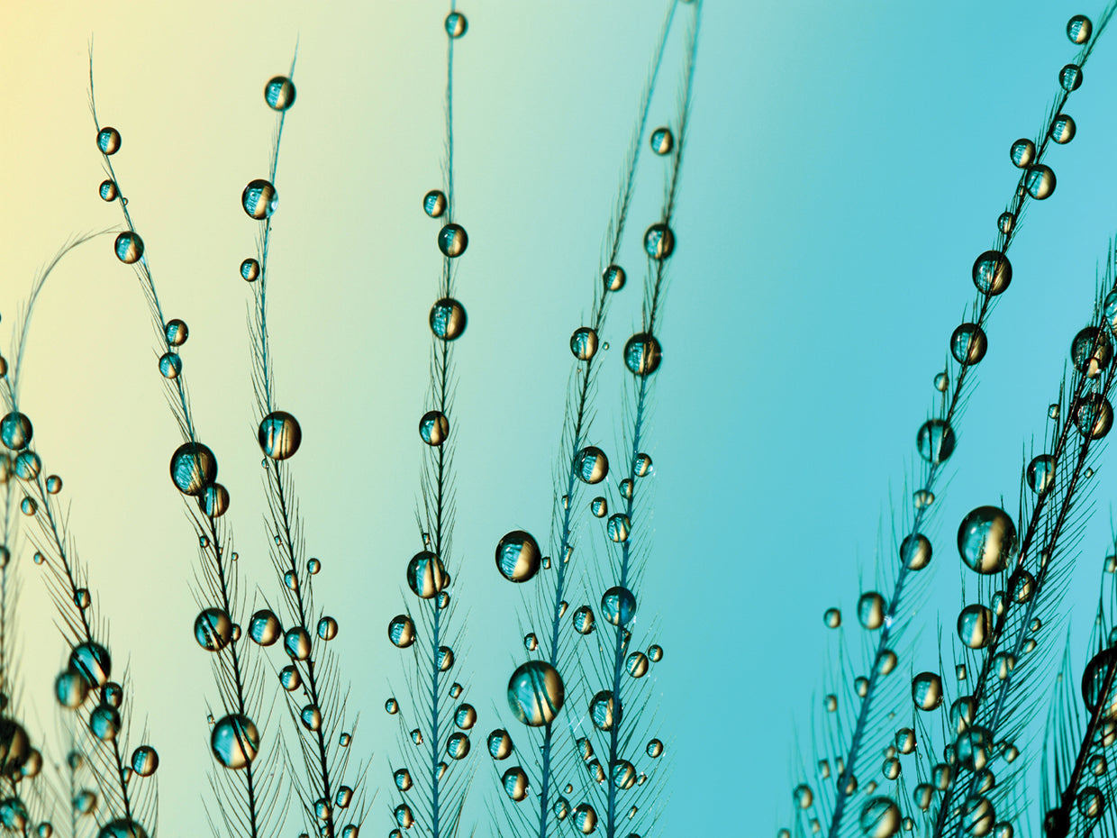 Feather Drops with Blue