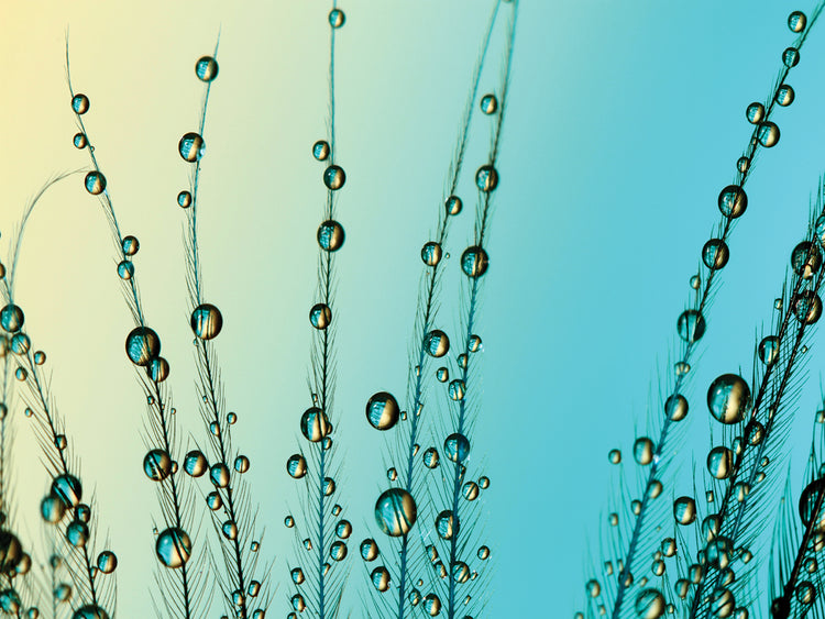 Feather Drops with Blue