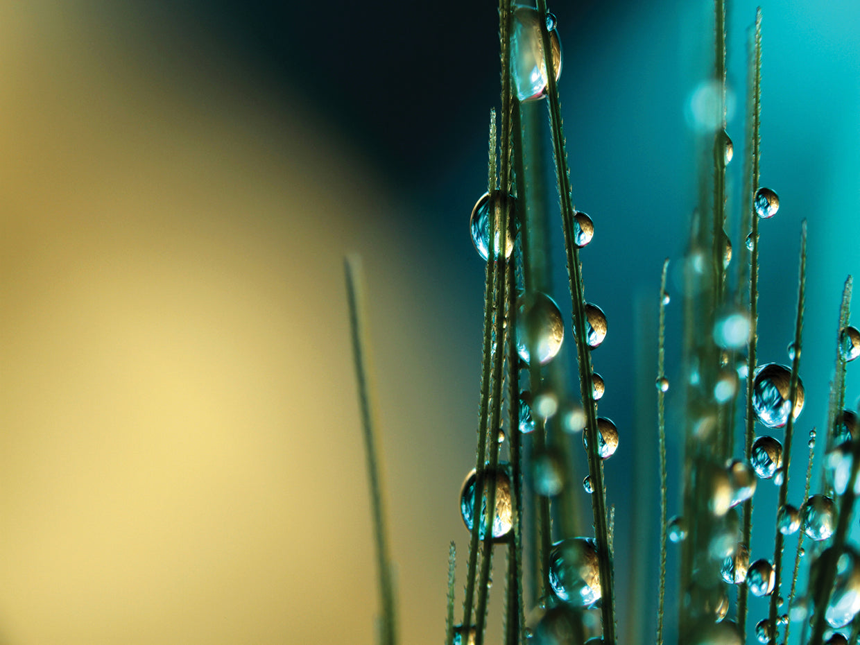 Grass Seed with Blue