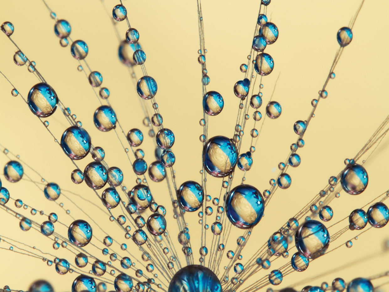 Peacock Blue Dandy Fan