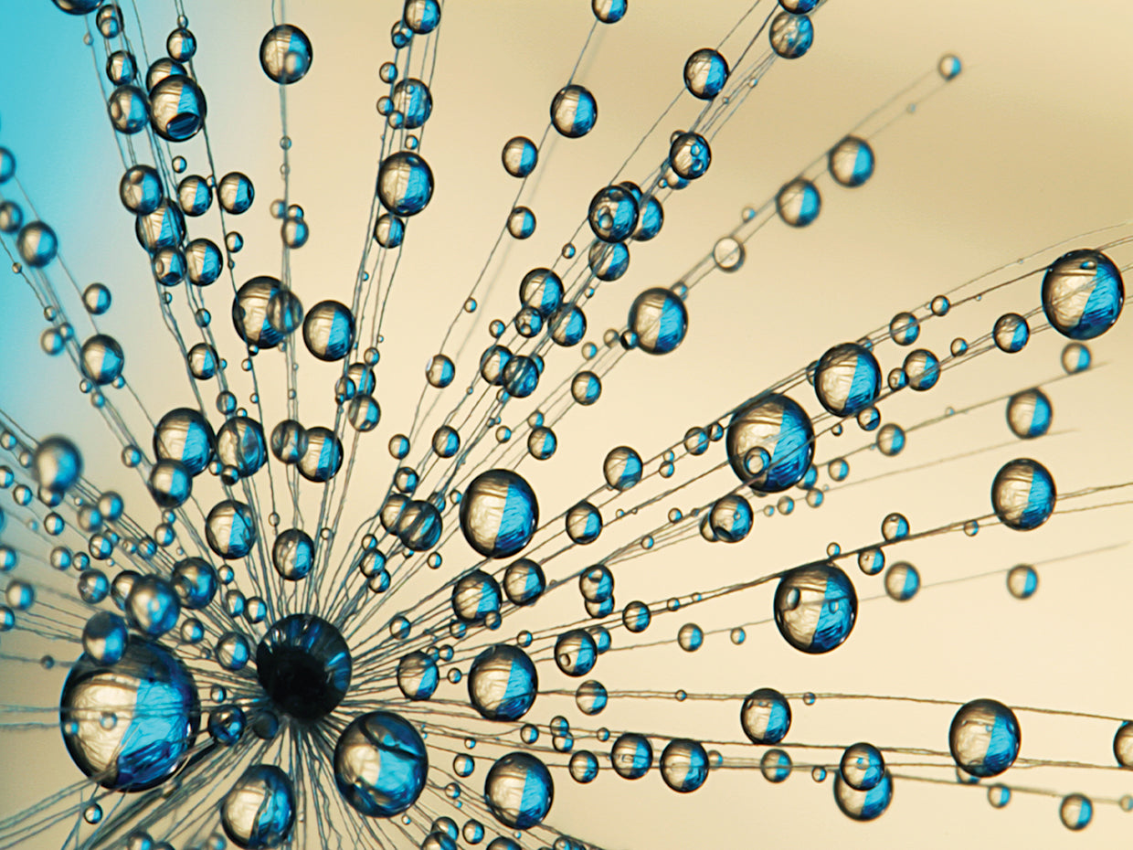 Peacock Fan Dandy Drops