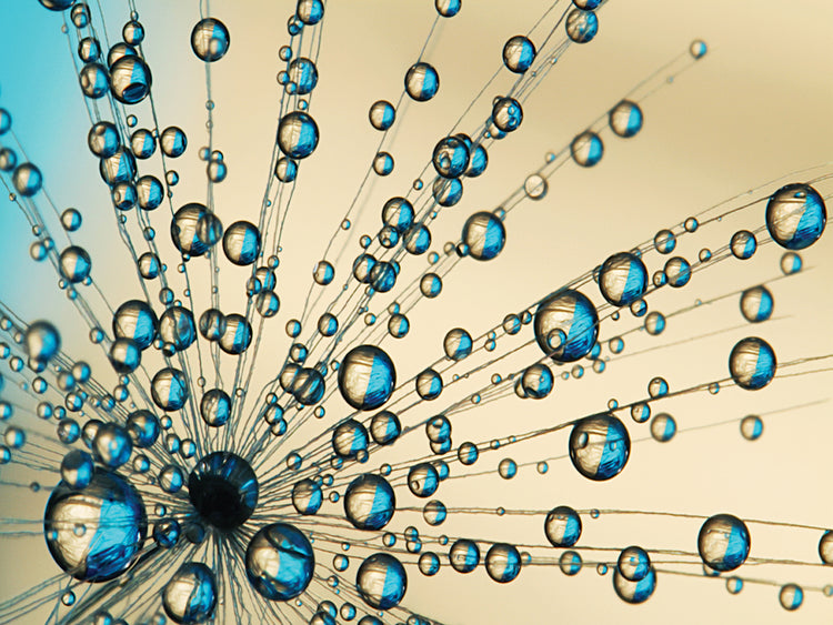 Peacock Fan Dandy Drops