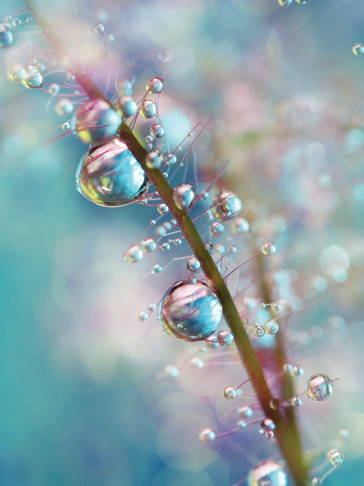 Rainbow Blue Smokey Drops