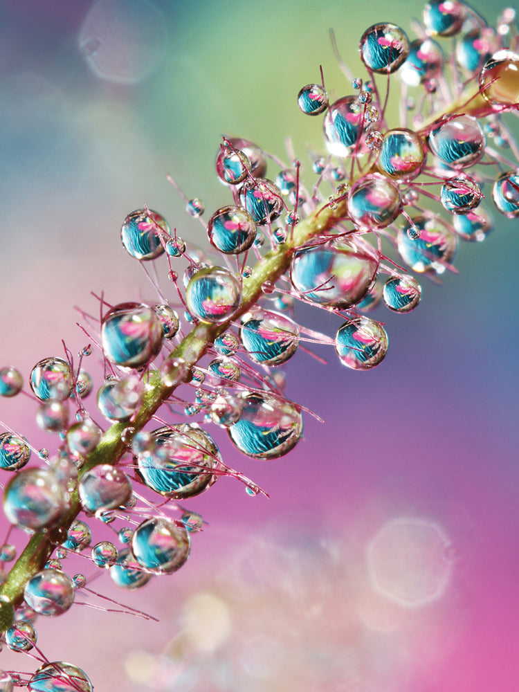 Rainbow Smoke Bush Drops