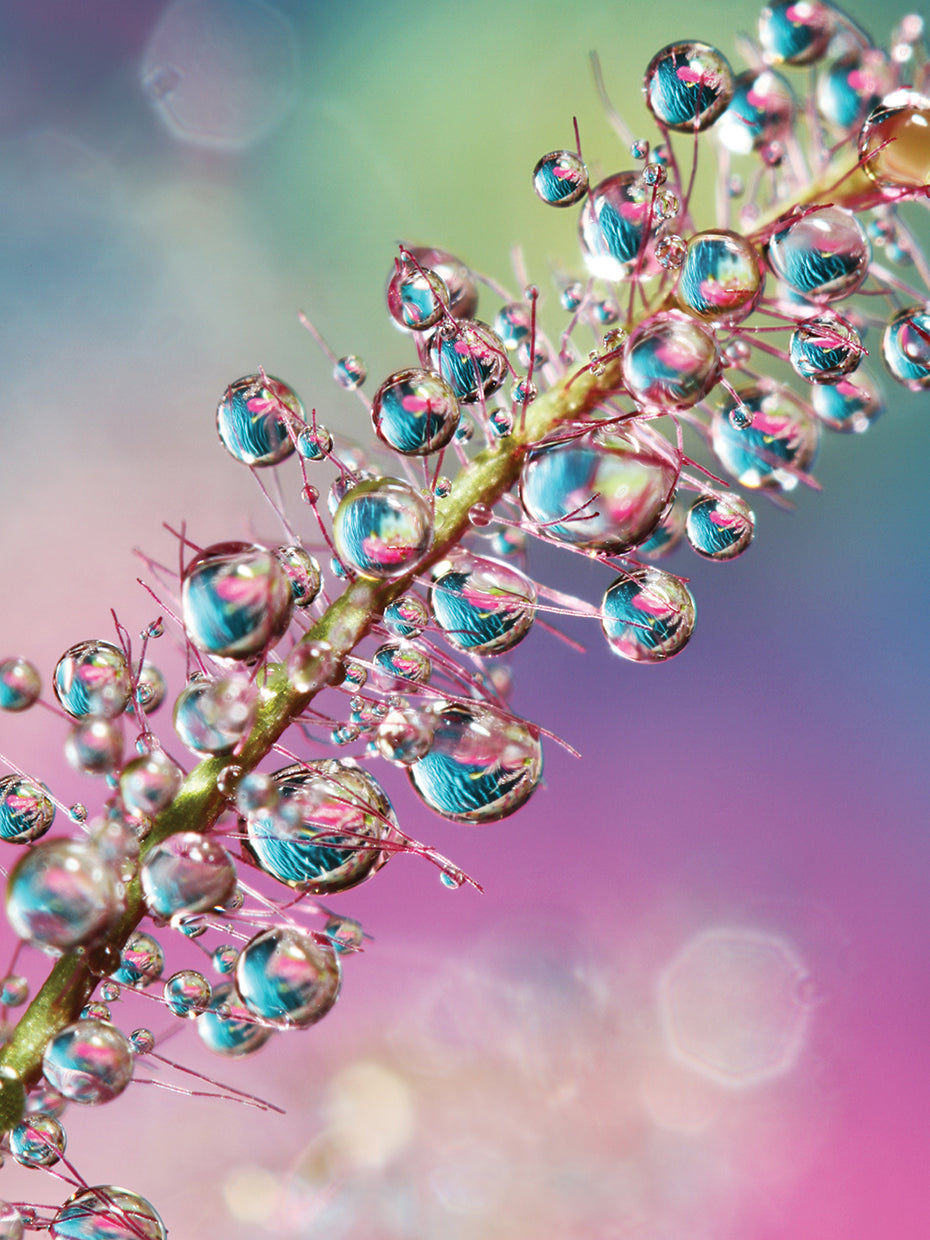 Rainbow Smoke Bush Drops