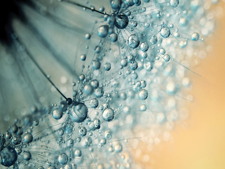 Sand & Seafoam Dandy