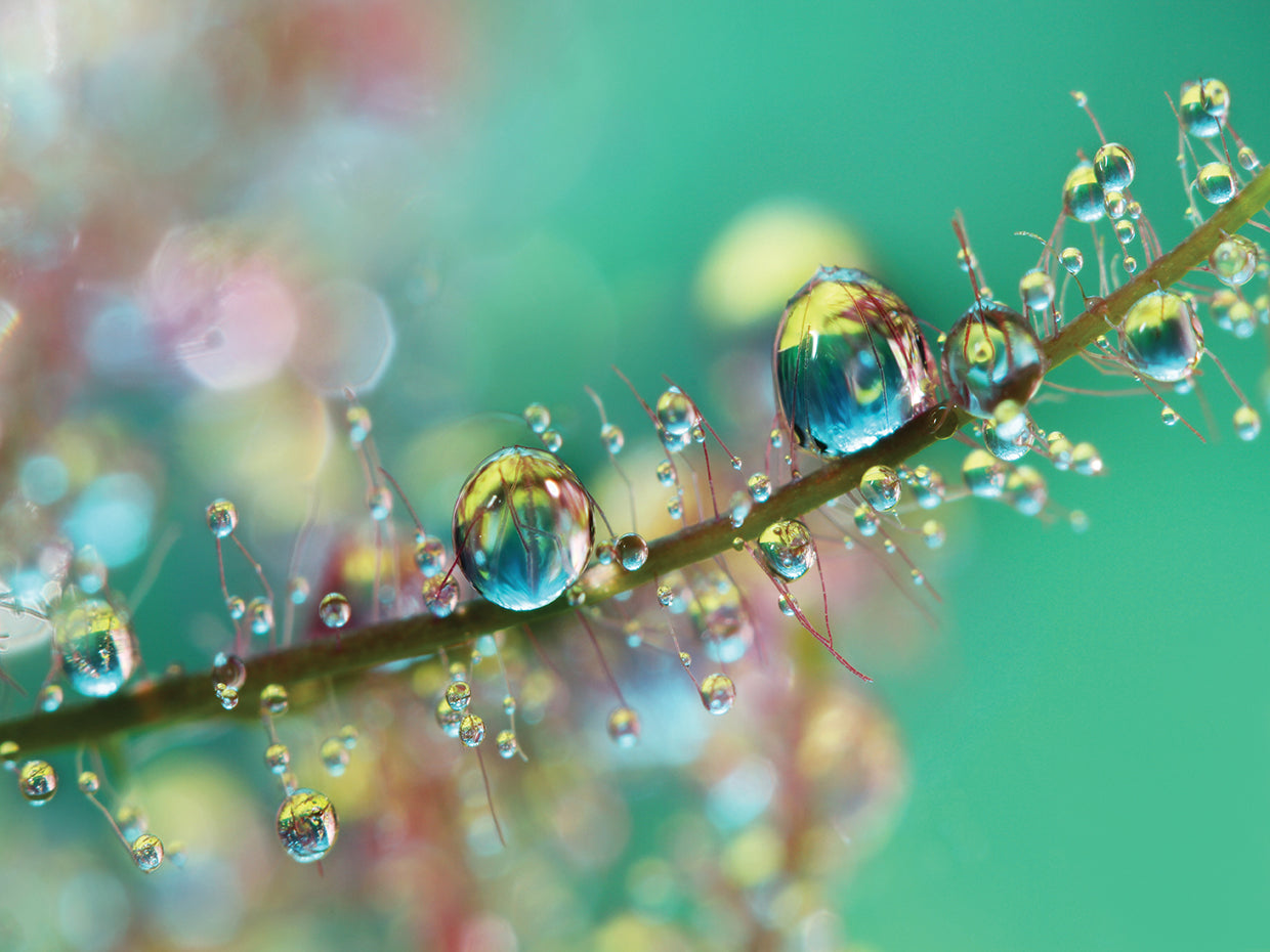 Smokey Rainbow Drops