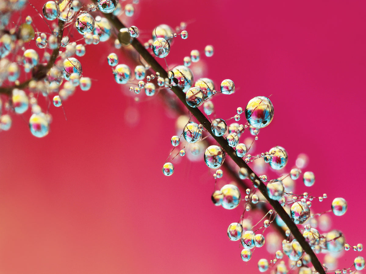 Smoking Pink Drops II
