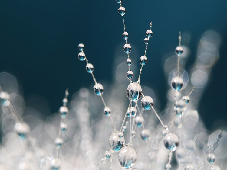 Snow White & Ice Blue