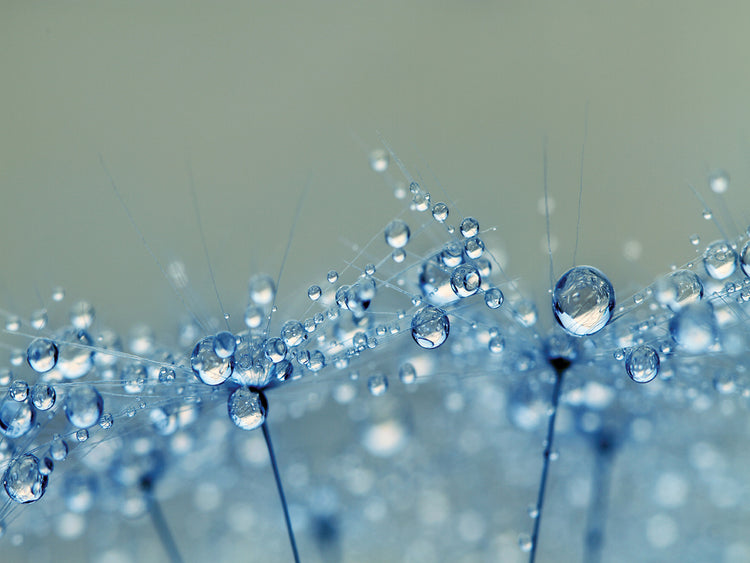 Soft Shower Dandy Drops