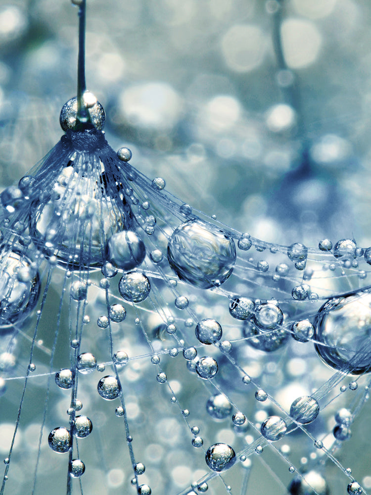 Sparkling Dandy in Blue