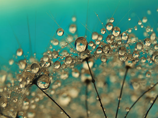 Turquoise Dandelion Drops