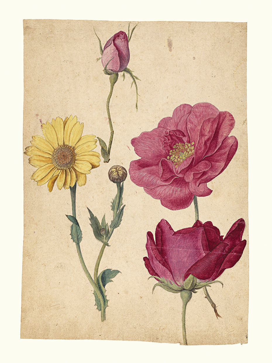 Audubon Collection 1