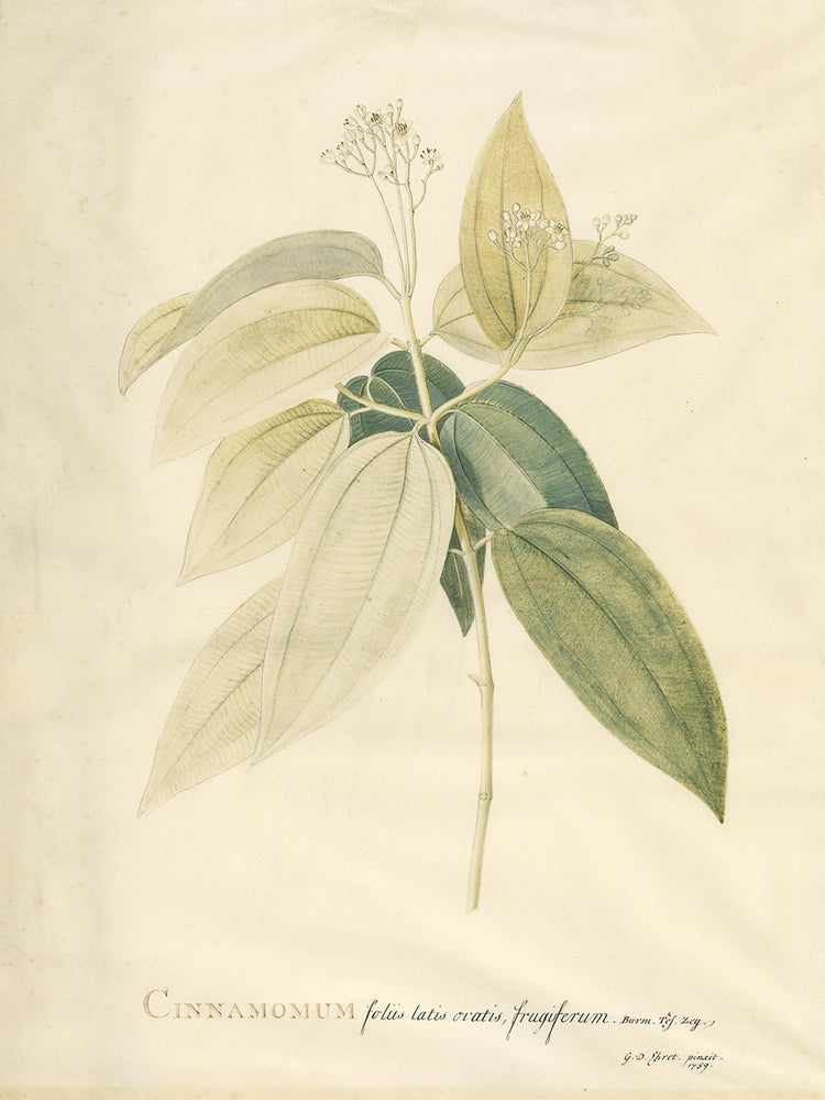 Audubon Collection 2