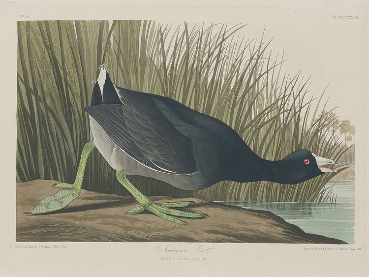 Audubon Collection 5