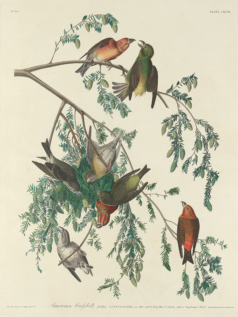Audubon Collection 6