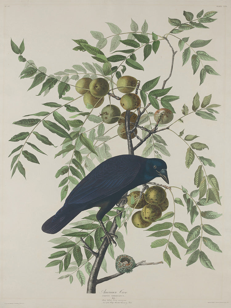 Audubon Collection 7