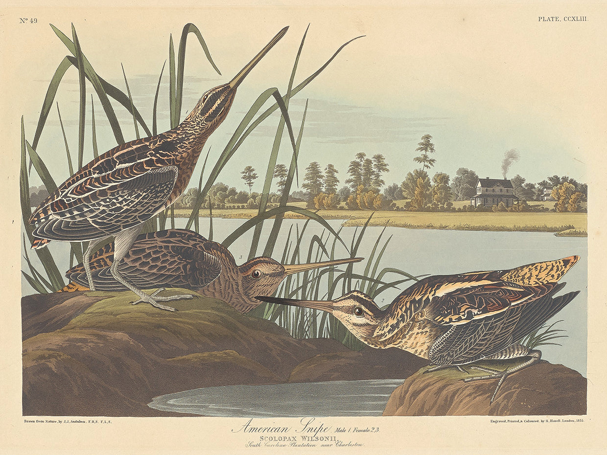 Audubon Collection 11